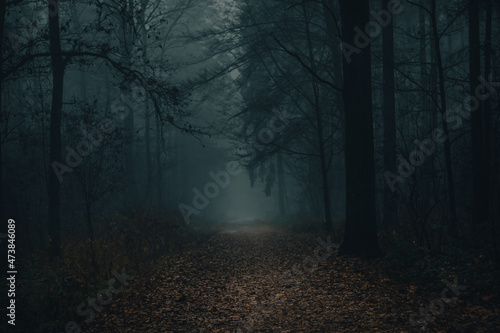 Dark forest in mist, foggy day, mysterious atmosphere