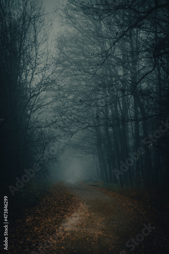 Dark forest foggy day mysterious scenery moody autumn