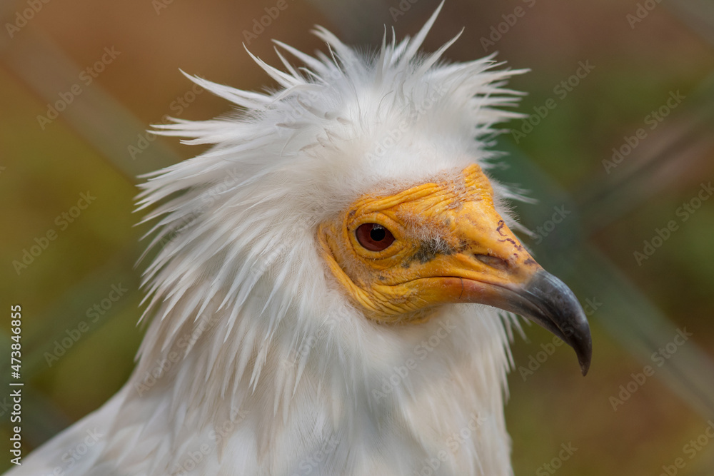 Close-up portrait of an Egyptian vulture (Neophron percnopterus), also called the white scavenger vulture or pharaoh's chicken in the cage on a soft background.