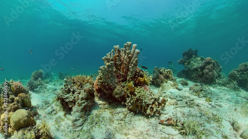 Colourful tropical coral reef. Scene reef. Seascape under water. Philippines. © Alex Traveler