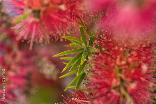 Pohutukawa tree (Metrosideros) also known as New Zealand Christmas tree. Botanical name: Metrosideros Excelsa, Red flower buds