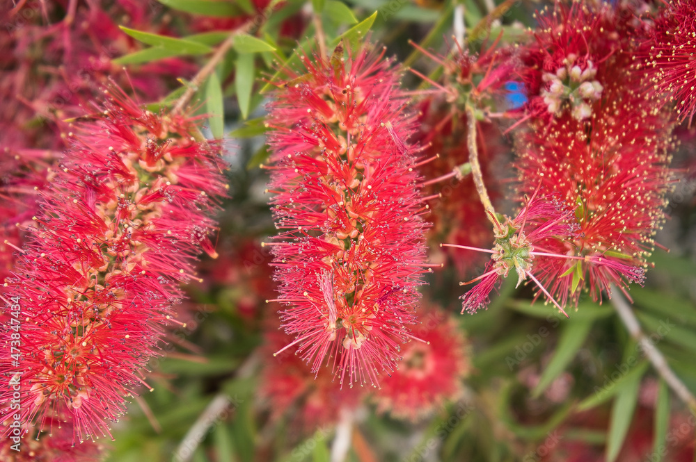 Pohutukawa tree (Metrosideros) also known as New Zealand Christmas tree. Botanical name: Metrosideros Excelsa, Red flower buds Pohutukawa tree (Metrosideros) also known as New Zealand Christmas tree. Botanical name: Metrosideros Excelsa, Red flower buds