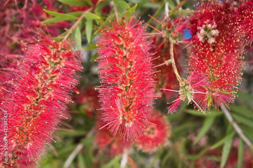 Pohutukawa tree (Metrosideros) also known as New Zealand Christmas tree. Botanical name: Metrosideros Excelsa, Red flower buds