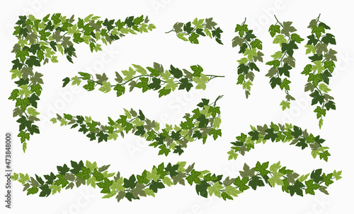 Photographie Ivy vines set, various green creeper plant isolated on white background