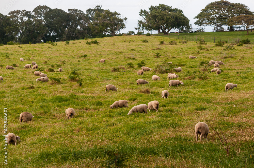 Obraz premium Grazing Sheep