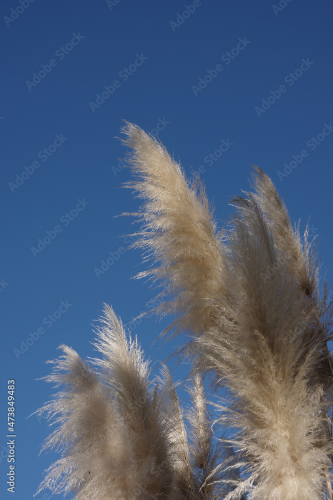 Tall ornamental pampas grass under blue sky