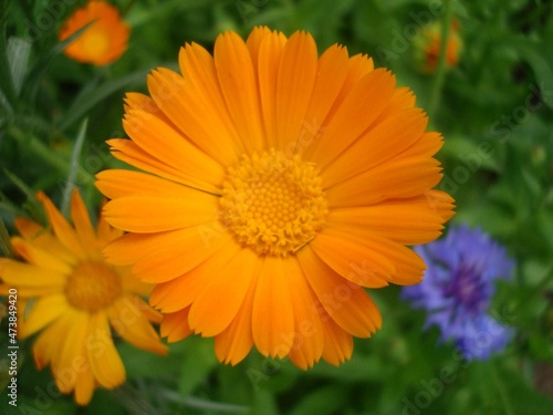 yellow flower in the garden