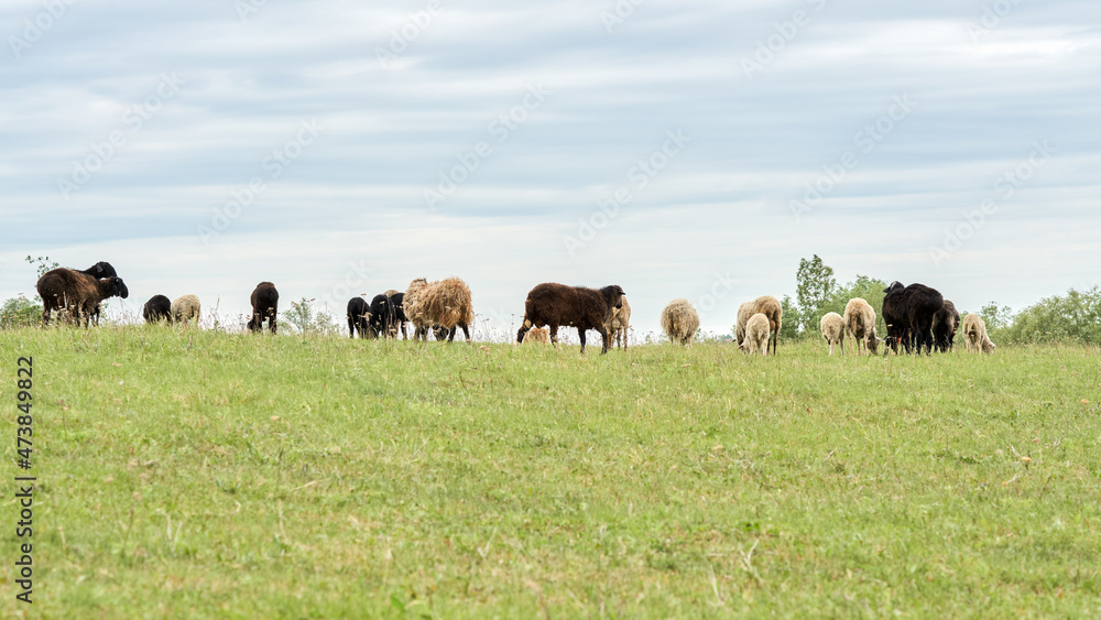 A flock of sheep on a free summer pasture. Copy space.