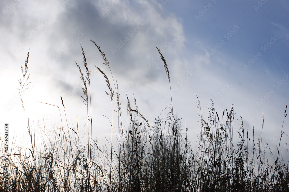 Obraz premium grass and sky
