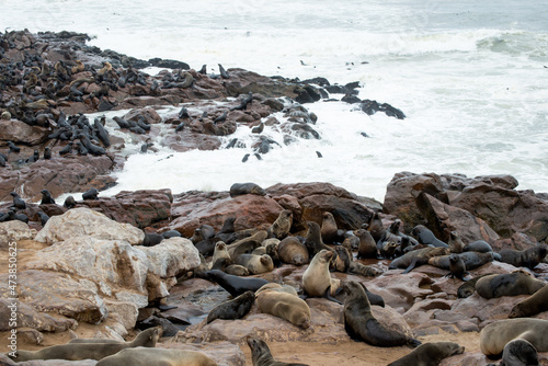Huge colony of sea lions on the namibian coast. Cape Cross, Namibia