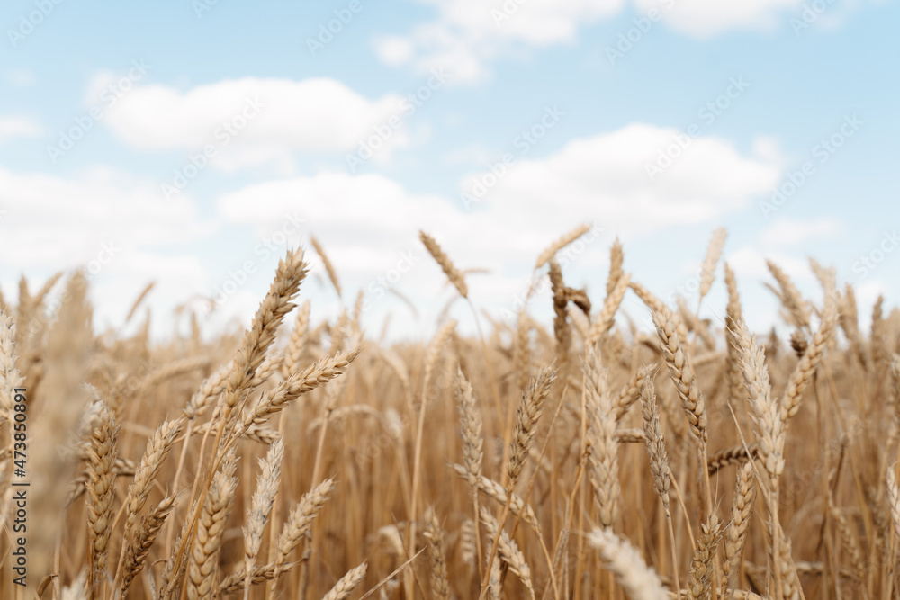Wheat field and blue sky with clouds. Wheat field and blue sky with clouds.