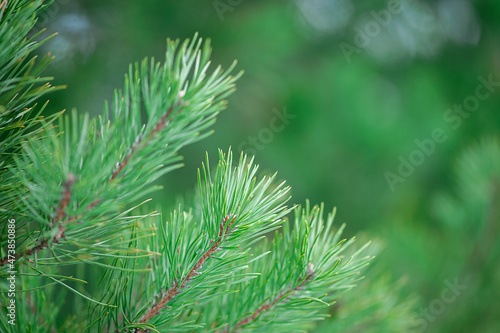 Natural background of green color from pine branches