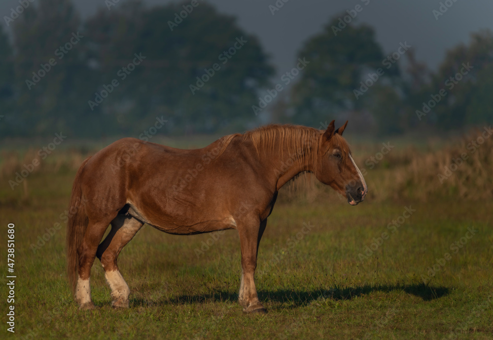 Horse on morning pasture land with nice fresh fog and nice light