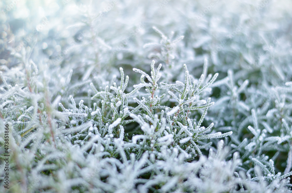 Hoar frost on plants at a cold winter day. Weather conditions in winter. Close-up, selective focus. Hoar frost on plants at a cold winter day. Weather conditions in winter. Close-up, selective focus.