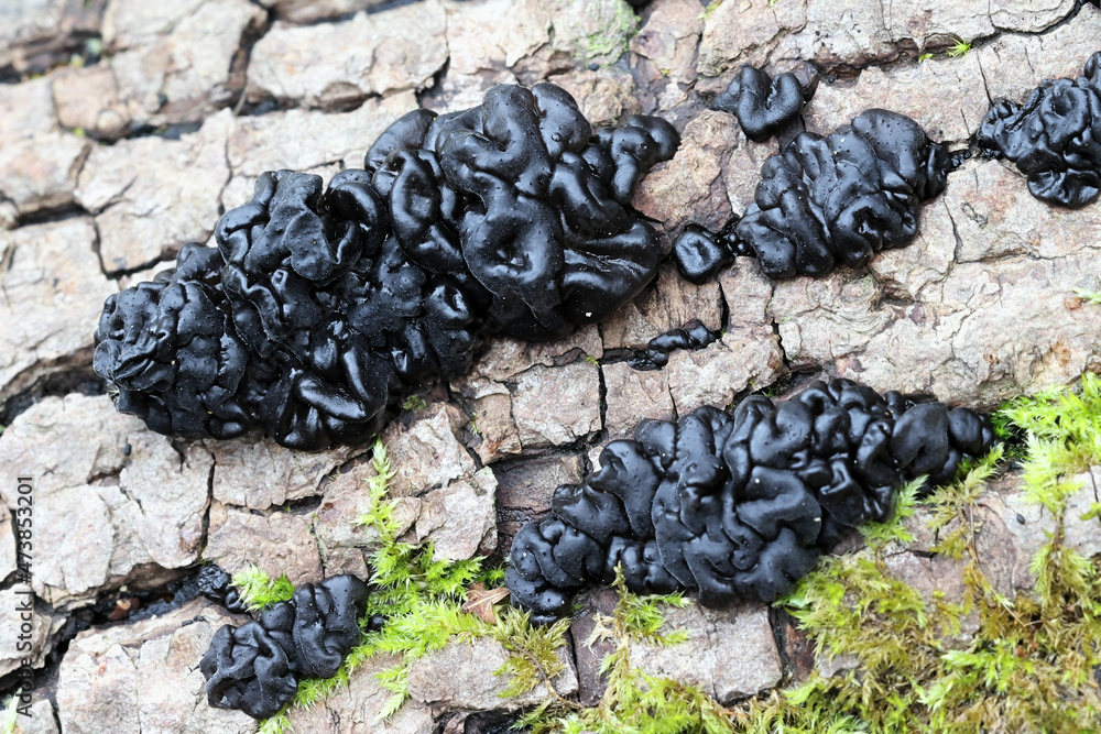 Exidia glandulosa, a jelly fungus commonly known as black witches