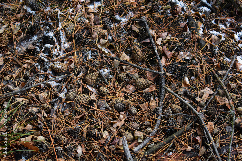 You can even find beauty under your feet, and with the arrival of winter it is even easier. You can even find beauty under your feet, and with the arrival of winter it is even easier.