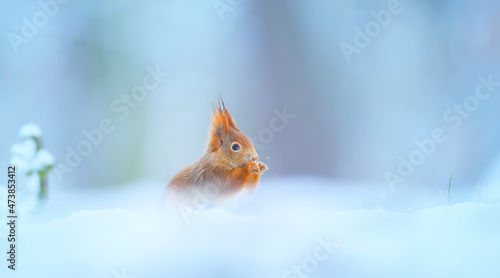 A squirrel sits in a snowy landscape looking for food.