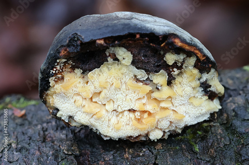 Antrodiella pallescens, a polypore from Finland  growing on tinder fungus, Fomes fomentarius