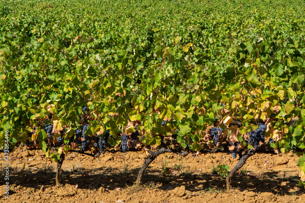Rows of ripe wine grapes plants on vineyards in Cotes  de Provence, region Provence, Saint-Tropez, south of France
