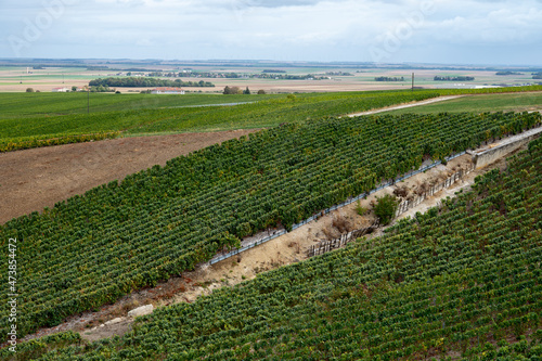 Landscape with green grand cru vineyards near Epernay  region Champagne  France in rainy day. Cultivation of white chardonnay wine grape on chalky soils of Cote des Blancs.