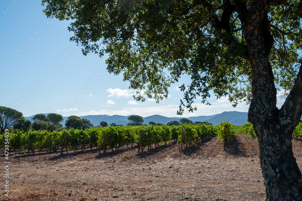 Obraz premium Rows of ripe syrah wine grapes plants on vineyards in Cotes de Provence, region Provence, south of France