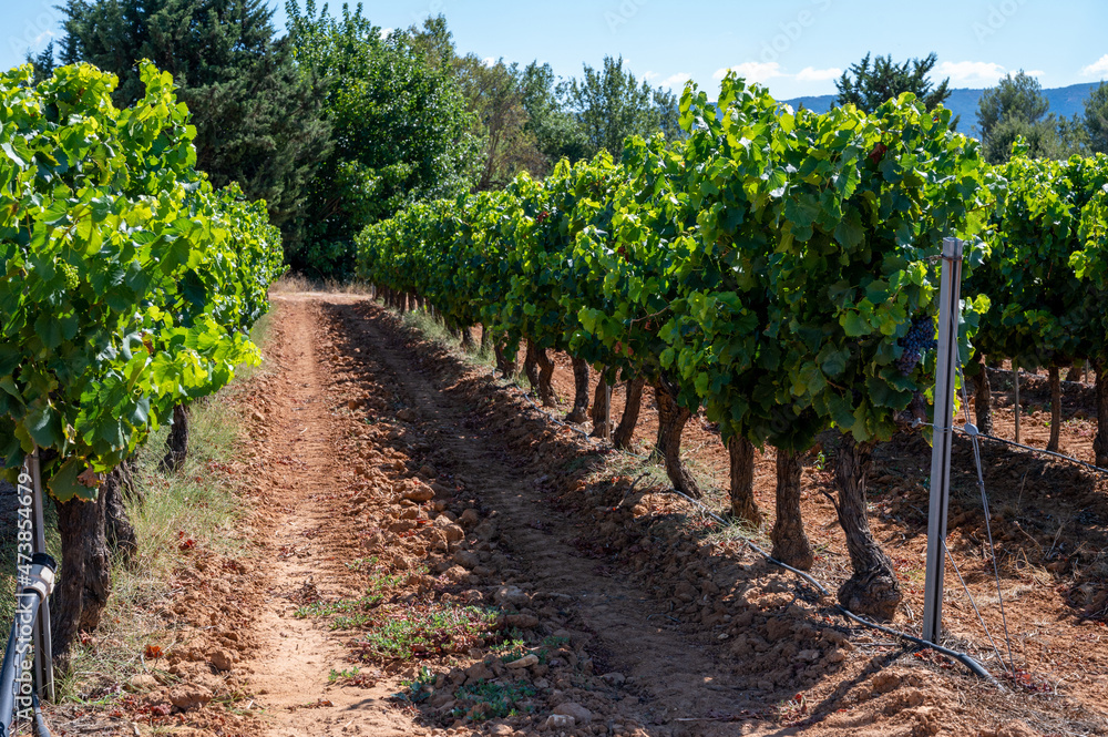 Vineyards of AOC Luberon mountains near Apt with old grapes trunks growing on red clay soil, red or rose wine grape
