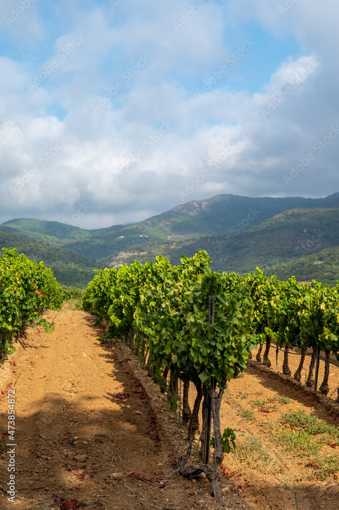 Rows of ripe wine grapes plants on vineyards in Cotes  de Provence near Collobrieres , region Provence, south of France