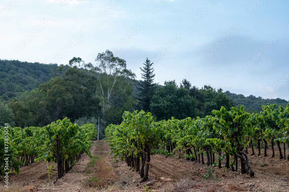 Rows of ripe wine grapes plants on vineyards in Cotes de Provence near Collobrieres , region Provence, south of France Rows of ripe wine grapes plants on vineyards in Cotes de Provence near Collobrieres , region Provence, south of France