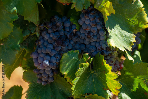 Vineyards of AOC Luberon mountains near Apt with old grapes trunks growing on red clay soil, red or rose wine grape photo