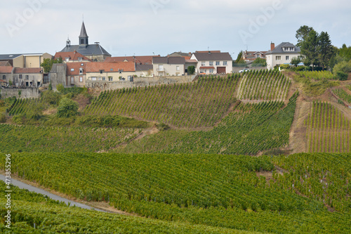 Landscape with green grand cru vineyards near Cramant  region Champagne  France in rainy day. Cultivation of white chardonnay wine grape on chalky soils of Cote des Blancs.