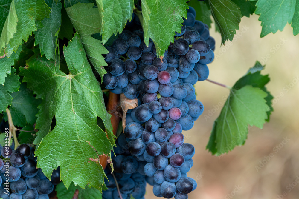 Ripe black or blue carignan or mourverde wine grapes using for making rose or red wine ready to harvest on vineyards in Cotes  de Provence, region Provence, south of France