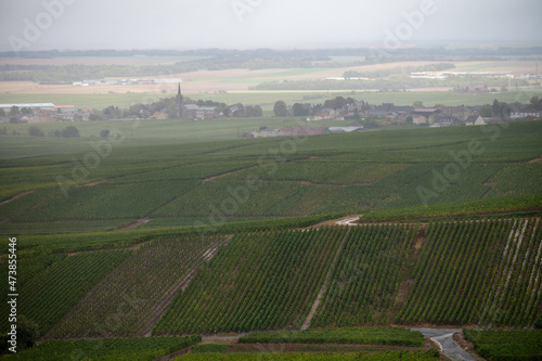 Landscape with green grand cru vineyards near Epernay, region Champagne, France in rainy day. Cultivation of white chardonnay wine grape on chalky soils of Cote des Blancs. © barmalini