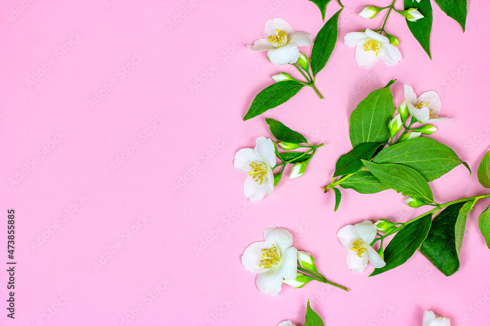 Top view of bright fresh white jasmine flowers with green leaves on pink background as a frame with copy space.