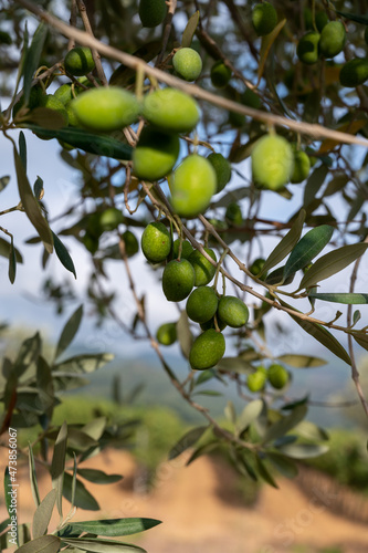 Ripe green olives hanging on tree ready to harvest
