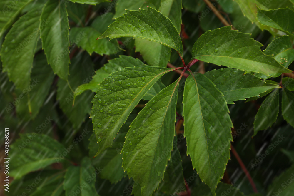 Green leaves with water drops during rain, closeup Green leaves with water drops during rain, closeup