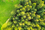 Topdown drone shot of coniferous trees in Italy