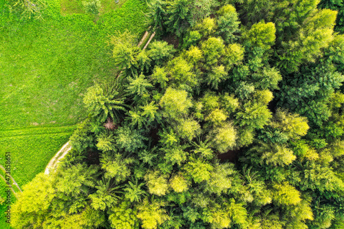 Topdown drone shot of coniferous trees in Italy © Jan Valášek
