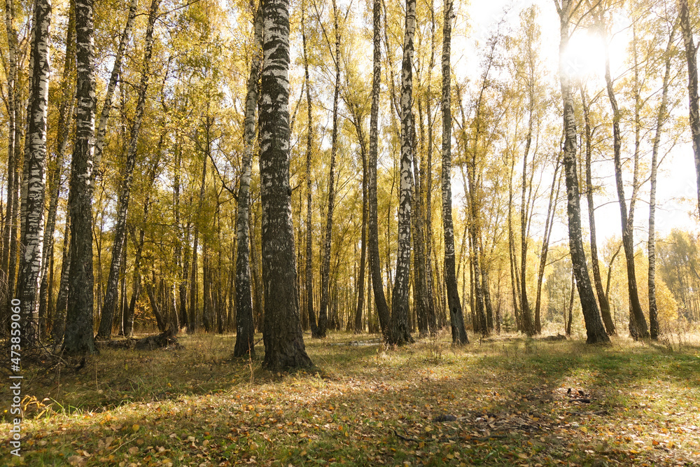 Sunset in an autumn birch grove with golden leaves and sunrays cutting through the trees on a sunny evening during the fall.