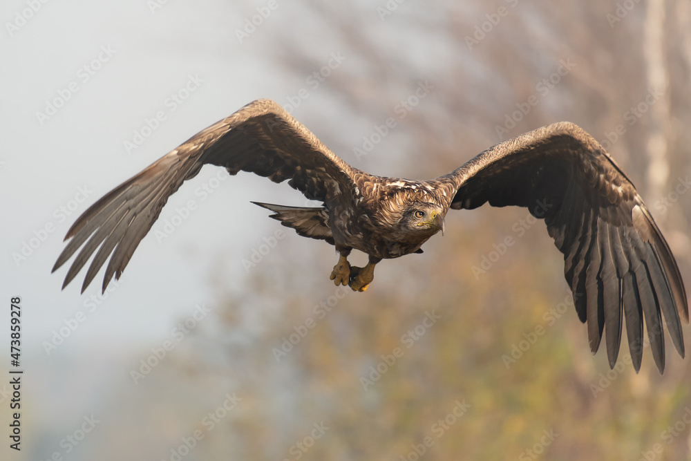 Bielik Stock Photo Adobe Stock
