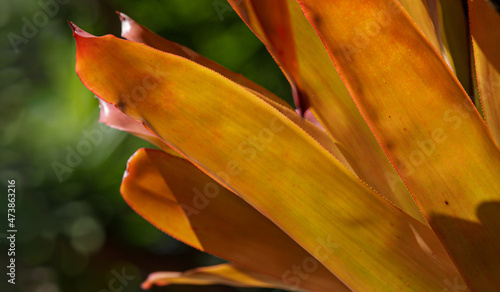 Aechmea blanchetiana in full sun.  Bromeliad of Atlantic Coast restingas vegetation.  photo