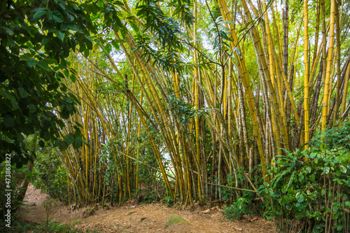 View of a bamboo grove at Praia do Pouso  Pouso Beach  - Ilha Grande  Angra dos Reis  Brazil