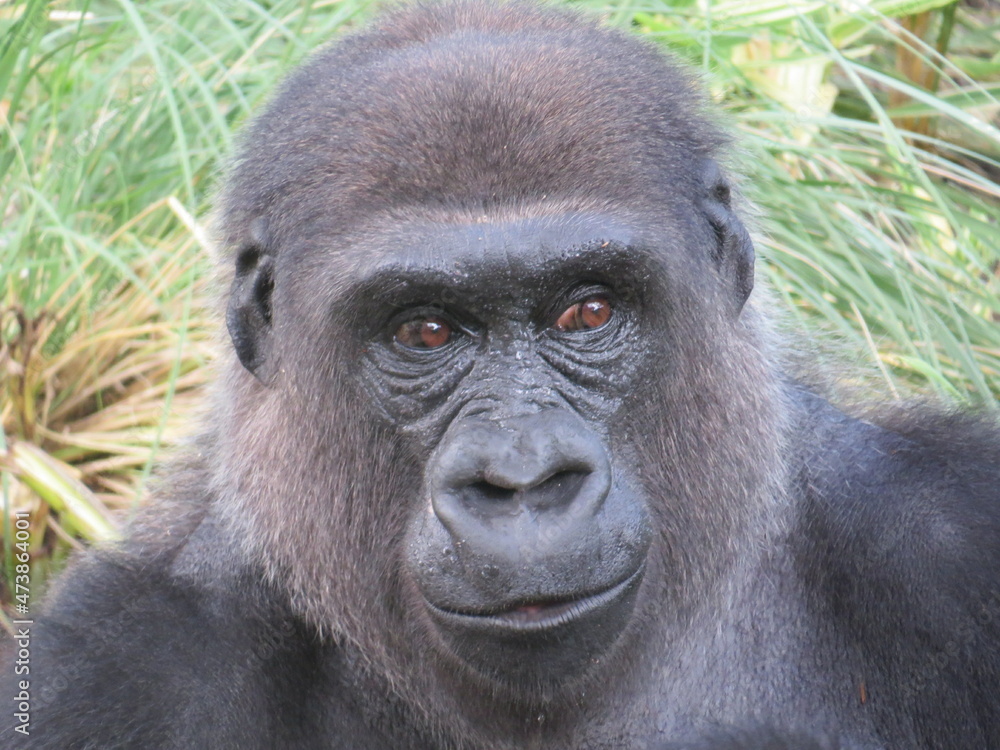 A western lowland silverback gorilla in a close-up shot exhibiting human-like behaviors and gestures. A western lowland silverback gorilla in a close-up shot exhibiting human-like behaviors and gestures.