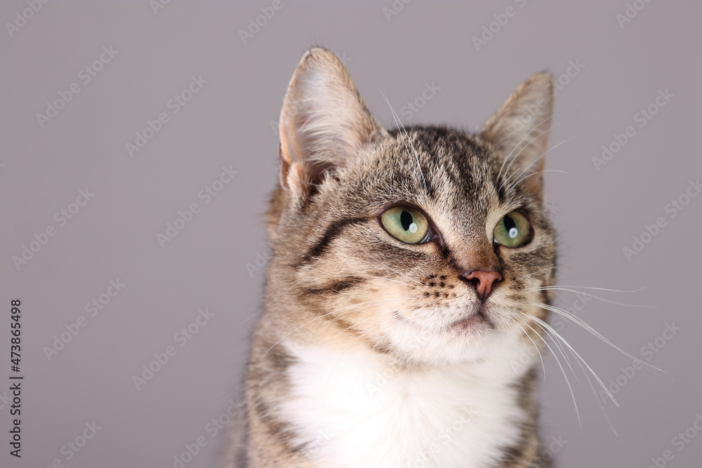 Close up portrait of a cute cat with green eyes. Gray brown kitten looking to the side .Beautiful cat on gray background. Pets. Care concept. Tabby.