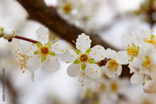 plum blossum © fgsmiles