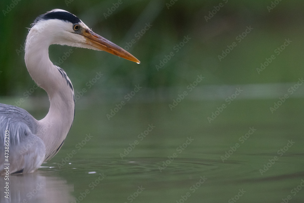 Fototapeta premium The grey heron (Ardea cinerea)