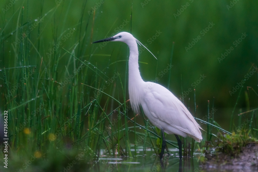 Naklejka premium The little egret (Egretta garzetta)