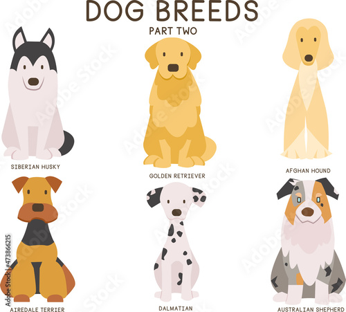 A vector set of six large dog breeds: Siberian Husky, Golden Retriever, Afghan Hound, Airedale Terrier, Dalmatian, Australian Shepherd.