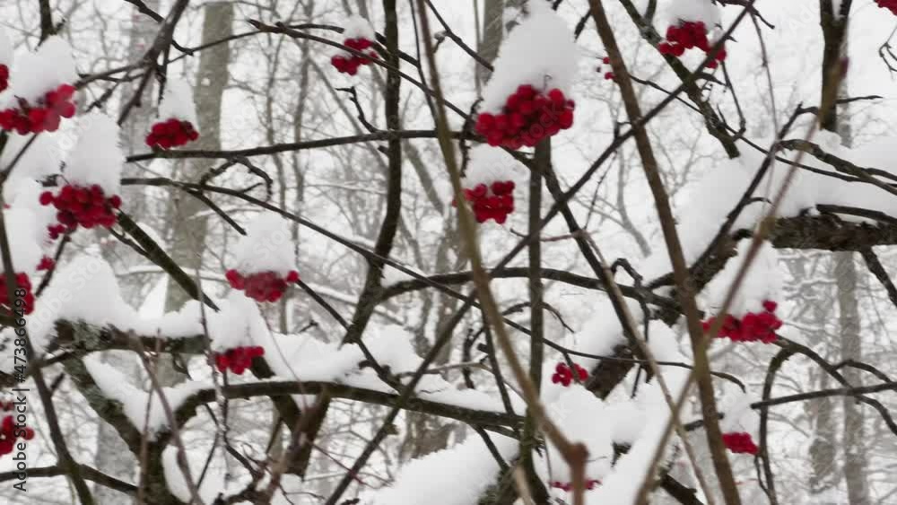 The red rowan berries under the snow, Heavy snowfall in a wild park, large flakes of snow are slowly falling, snow lies on the still unmatched leaves of trees, snow storm, blizzard, nobody The red rowan berries under the snow, Heavy snowfall in a wild park, large flakes of snow are slowly falling, snow lies on the still unmatched leaves of trees, snow storm, blizzard, nobody