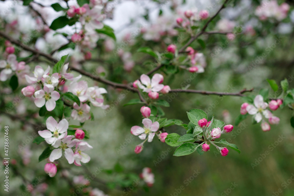apple tree blossom in spring garden with day light apple tree blossom in spring garden with day light