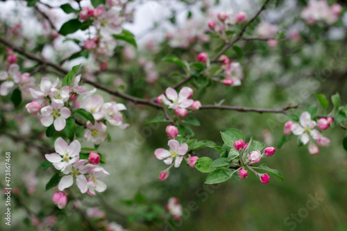 apple tree blossom in spring garden with day light © Marina